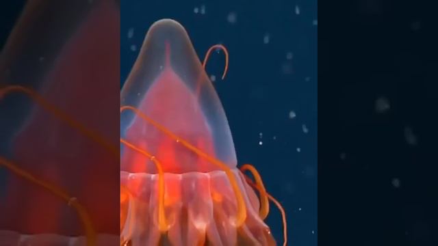 Шлемовая медуза, Перифилла была найдена на глубине 2700 м! смотреть онлайн