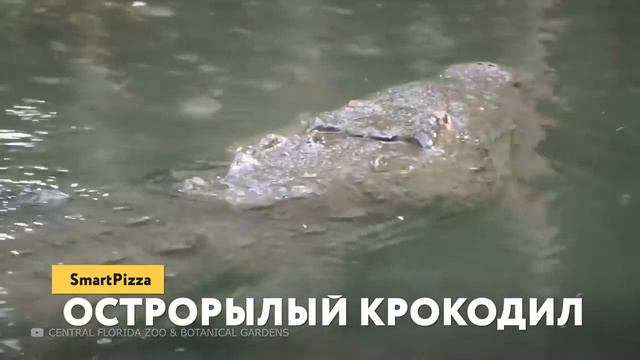 Посмотрите, на Что Способна Самая Большая Рептилия в Истории смотреть онлайн