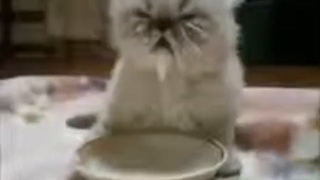 Котенок пьет молоко! Это надо видеть! смотреть онлайн