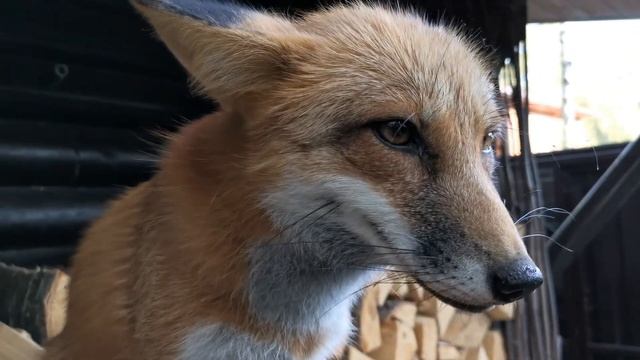 ЛИ СЯО. Алиса - Лиса. Лисий дозор и планирование важных дел. Забавные моменты. Выпуск 29. смотреть онлайн