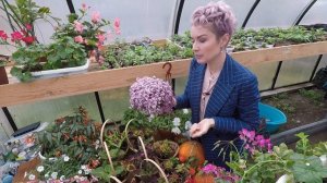 КАЛЛИЗИЯ ПОЛЗУЧАЯ-РОЗОВАЯ ПАНТЕРА.ОБЗОР РАСТЕНИЯ.2021