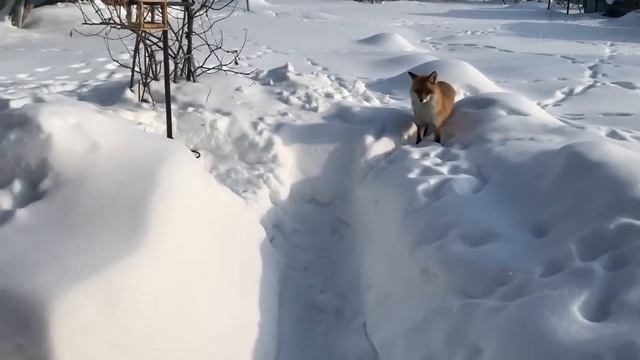 (545) Лиса приходит в гости. Февраль 2023 смотреть онлайн