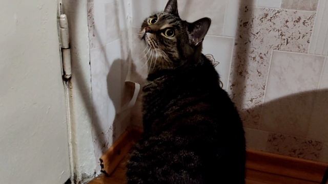 Чем меня раздражает (бесит) мой кот Сэмыч | Кот будит по утрам в выходной день смотреть онлайн