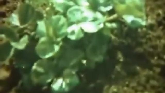 Размножение растения его частями. Научфильм. (учебное видео СССР) смотреть онлайн