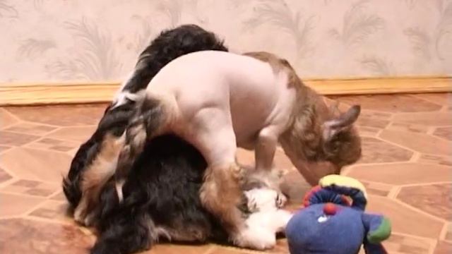 Китайская хохлатая щенки 1 смотреть онлайн