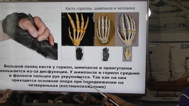 Почему люди превратились в обезьян? Александр Белов 10 08 2021 г. смотреть онлайн