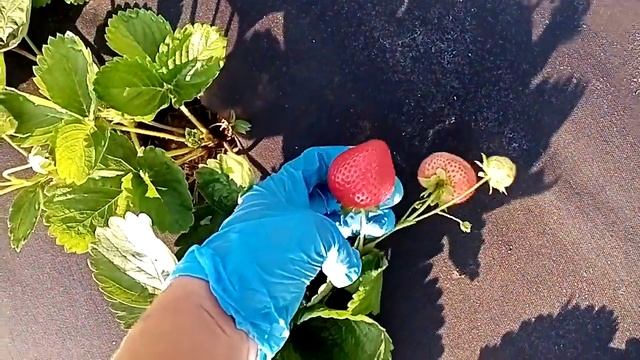 Обзор: Ремонтантный сорт клубники Хадемар - чудо, а не ягодка! г. Омск Ферма "Омская Ягода". смотреть онлайн