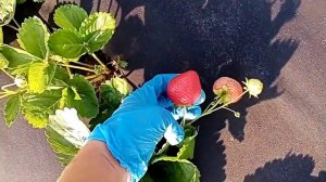 Обзор: Ремонтантный сорт клубники Хадемар - чудо, а не ягодка! г. Омск Ферма "Омская Ягода".