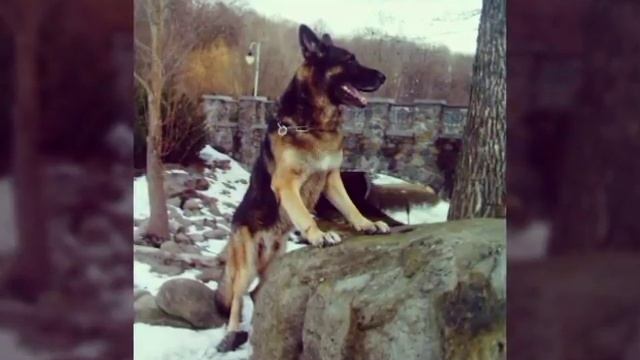 Не называй его псом: про Немецкую Овчарку... смотреть онлайн