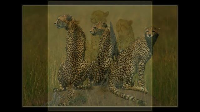 «King Cheetah & Jaguar animals» картинки фото шоу. смотреть онлайн