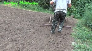 ➤ПОСЕВ ГОРЧИЦЫ. ПОЛИВ.