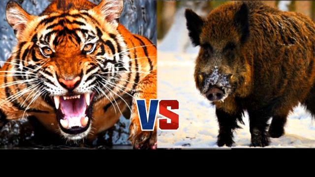 Амурский тигр против кабана  секача-КТО ПОБЕДИТ!!!//батл животных//ANIMALS BATTLE BIT