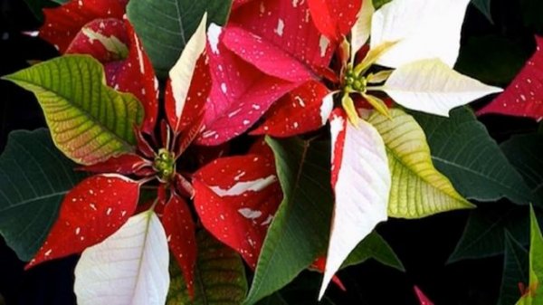 Пуансеттия (лат. Euphorbia pulcherrima)