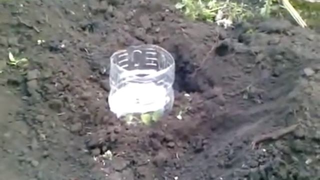 Посадка киви Инструкция по посадке киви в почву смотреть онлайн