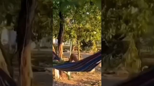 Нежданчик))) смотреть онлайн