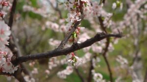 Лучшие татарские песни времен СССР