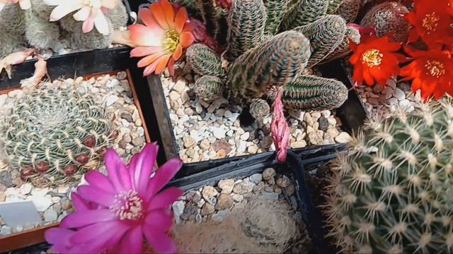 Лобивии.Пародии.Ребуции в цветении.Маммилярии.Виды кактусов.