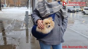 Слинг переноска  для собак. Своими руками
