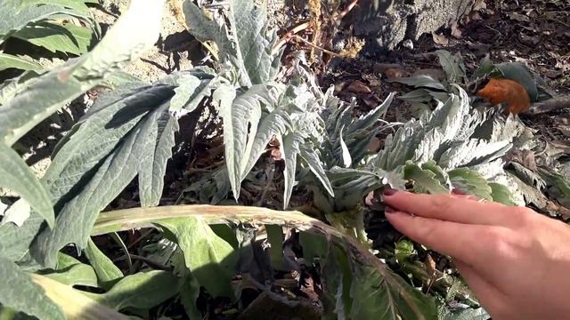 РОЗЫГРЫШ внутри- Сшила комбез, купили 3д принтер, покрасили имбирные пряники, вопрос вам про теплиц смотреть онлайн