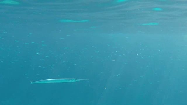 Просто пляж Glyki Nero Beach, Рыба-стрела (Garfish) смотреть онлайн