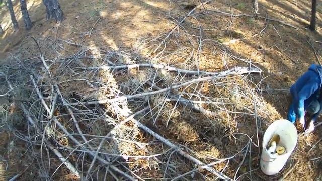 ПО ГРИБЫ В ПОДЛЕСНОЕ .Vselennaya uvlecheniy смотреть онлайн