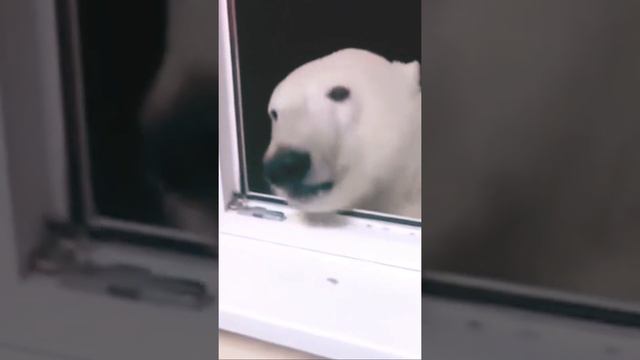 #еда #животные #медведь смотреть онлайн