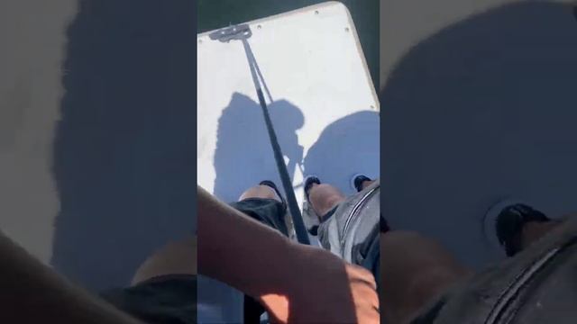 Manatee Scare in Fort Lauderdale ? смотреть онлайн