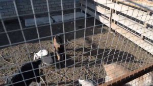 Чем кормить козлят если не хватает молока.