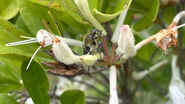 Texas Flower Scarab, Trichiotinus Texanus , On Swamp Azalea