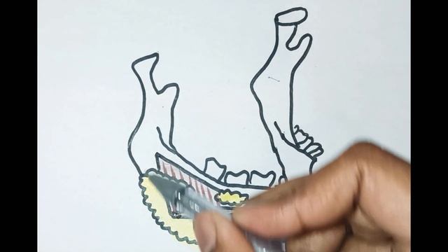 Submandibular gland l Anatomy l Tamil смотреть онлайн