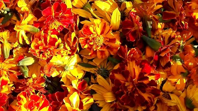 Цветок полезный для глаз . Зрение как у орла Лютеин. Об этом вам не скажет ни одни офтальмолог смотреть онлайн