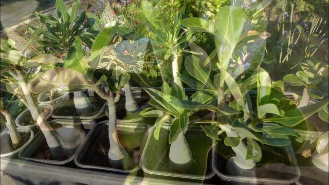 Адениум дома смотреть онлайн