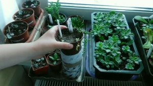 Размножение Крассулы Перфораты с помощью черенкования #суккуленты #succulents #крассула