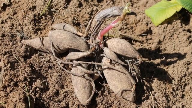 ?Как хранить георгины? | Как сохранить георгины зимой? смотреть онлайн