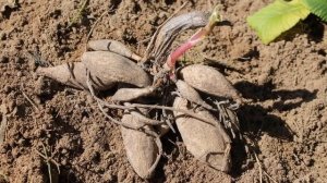 ?Как хранить георгины? | Как сохранить георгины зимой?