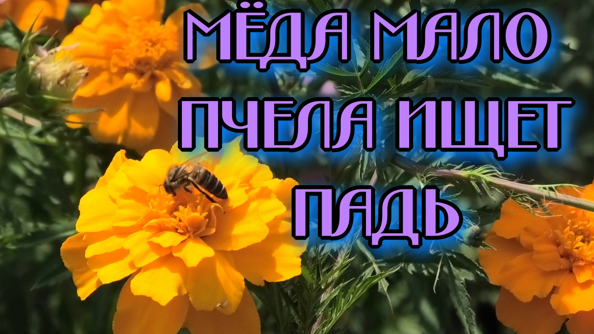 ПЕРВЫЕ ОСЕННИЕ РАБОТЫ НА ПАСЕКЕ.МЁДА МАЛО ПЧЕЛА МОЖЕТ ПРИНЕСТИ ПАДЬ..mp4 смотреть онлайн