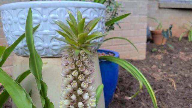 Hippeastrum 'San Antonio Rose' Hippeastrum Puniceum And Eucomis Comosa