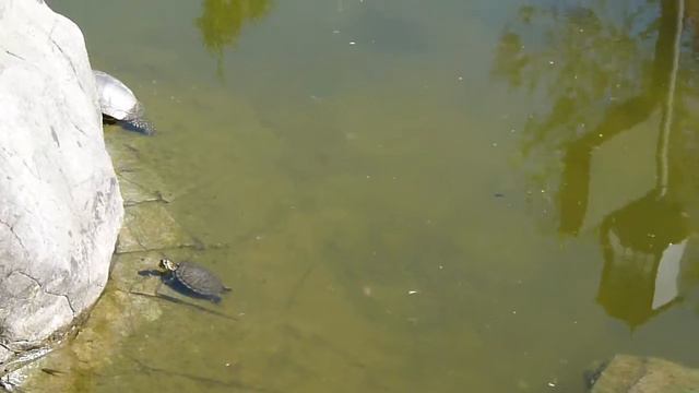 Сочи водоем черепахи рыбы смотреть онлайн