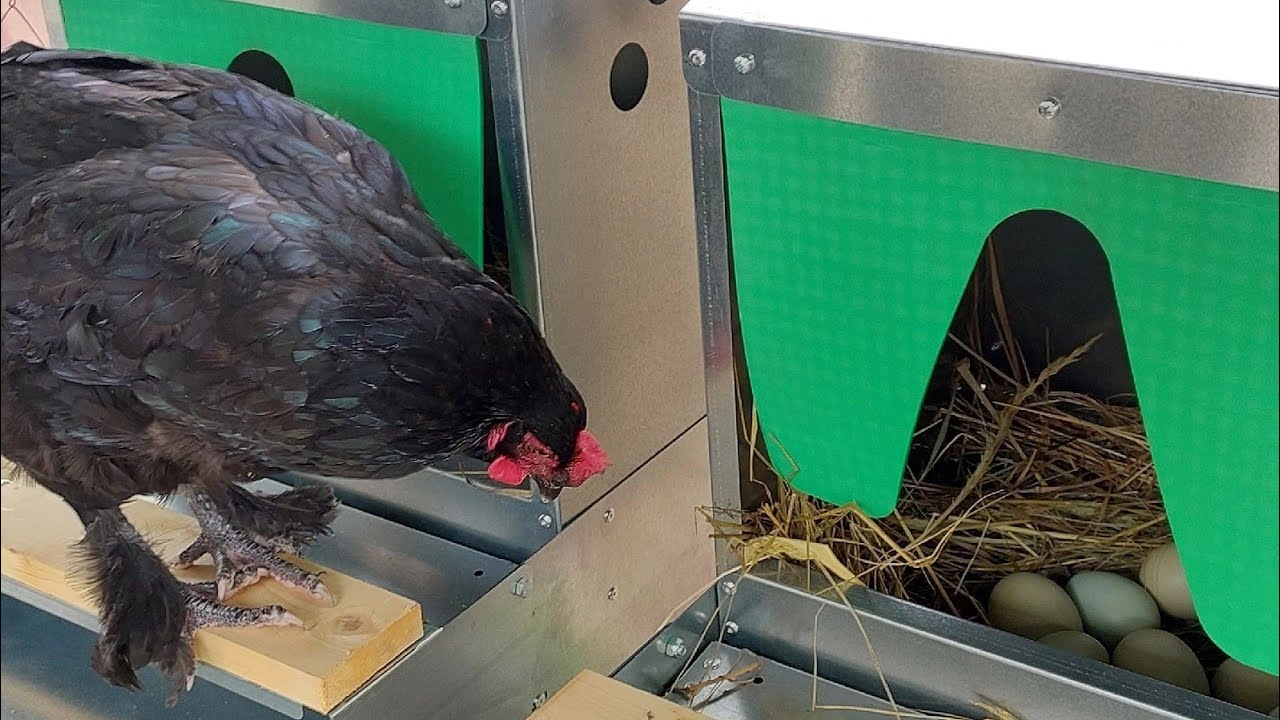 В ТАКИЕ ГНЕЗДА ДАЖЕ ПЕТУХИ НЕСУТСЯ))) смотреть онлайн