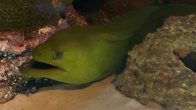 Terrifying Marine Animal Battles You Should See ! смотреть онлайн