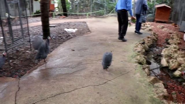 Парк Утопия в Израиле. Сад Орхидей смотреть онлайн