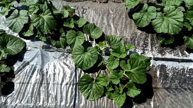 Арбузы и Дыни на грядке-термосе на 4 июня/О формировке, прищепке и поливе смотреть онлайн