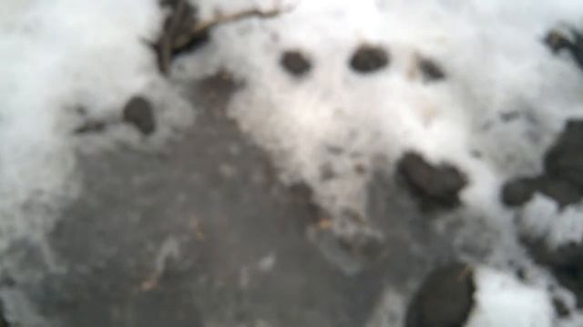 Detech Chaser - И его первый Денарий!