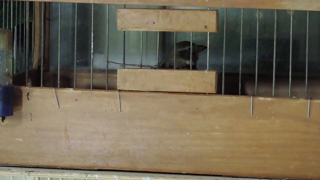 Melanocorypha calandra- ДЖУРБАЙ- СТЕПНОЙ ЖАВОРОНОК смотреть онлайн