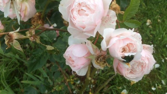 Rosier Anglais 'The Generous Gardener' de 'David Austin' Du Musc de la Myrrhe à offrir смотреть онлайн