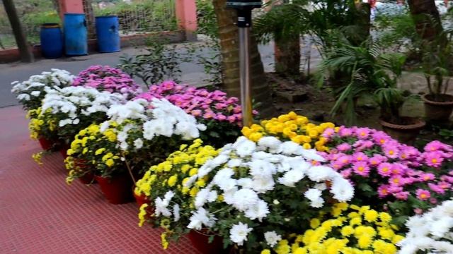 Bougainvillea Bonsai Garden Tour смотреть онлайн