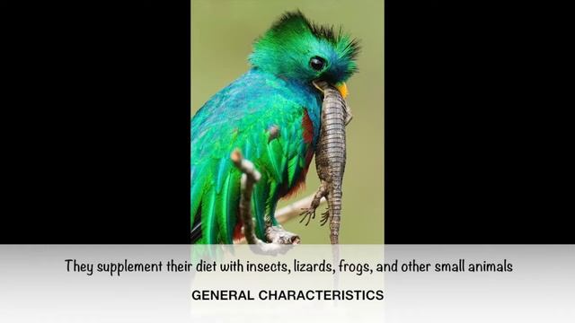 QUETZAL - CENTRAL AMERICA - ANIMAL PRO смотреть онлайн