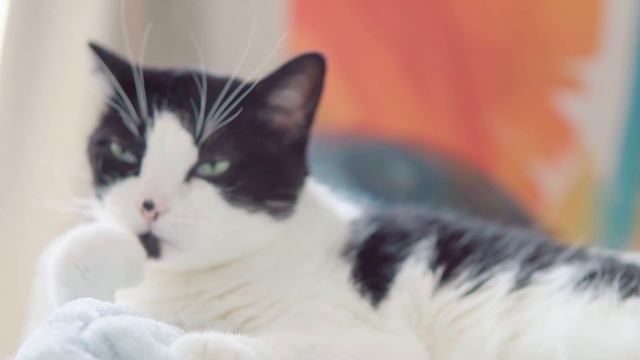 🐾 Cats Licking Paws ASMR Compilation 2 🎧 | Cat Grooming | Curry Sugar Meow