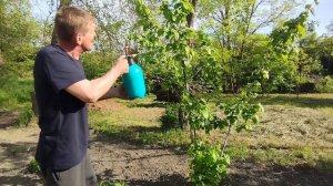 Обработка деревьев дегтярным мылом !