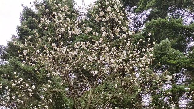 Весенние впечатления. Багряник великолепный и магнолия кобус в цвету. 2 мая 2021 смотреть онлайн
